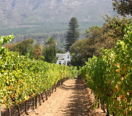Cape Winelands Tour
